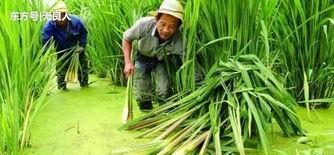 生长在水里的蔬菜有哪些(水中生长的蔬菜有哪些)
