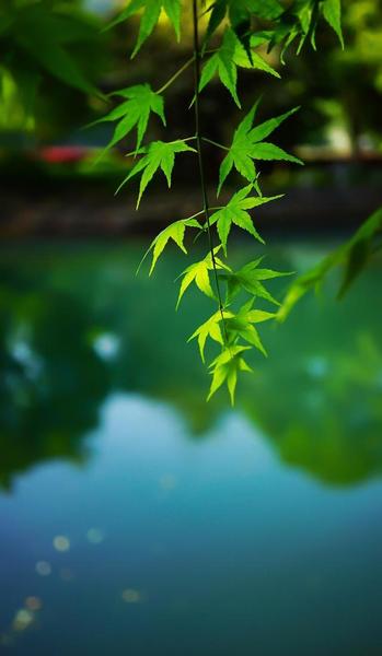 菊花苗怎么种植(扦插的环境条件)