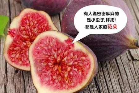 无花果为什么不开花只小狗(无花果不开花却结果谁又能否认它结的不是果子呢)