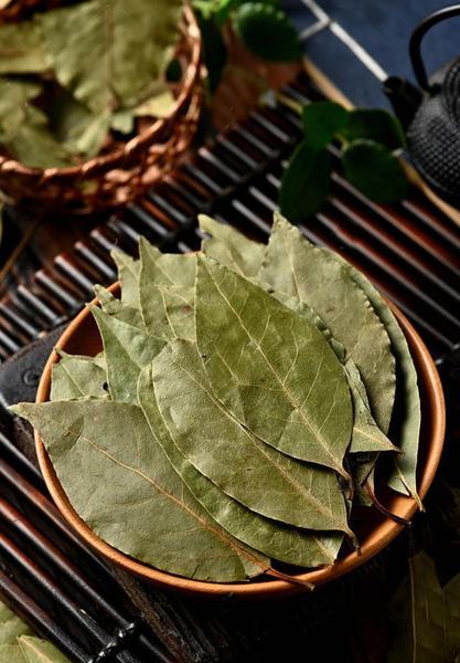 香叶树在河南能种植吗(月桂香叶和桂树的叶子)