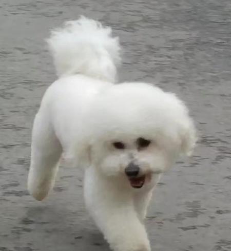 狗丢了一般出现在什么地方(农村家养的狗有狂犬病毒吗)