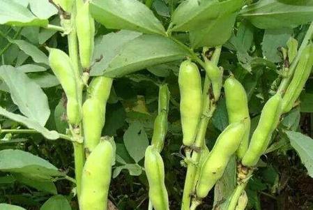 秋天有哪些蔬菜,水果和农作物?(杭州的青菜是什么菜)