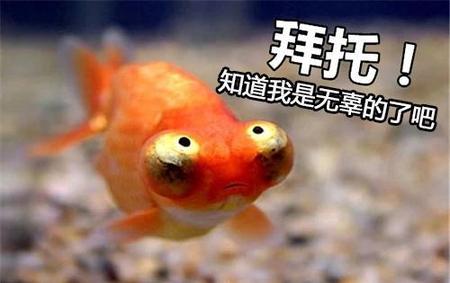 小金鱼一天要喂几次鱼食(金鱼喂食太多会撑死吗)