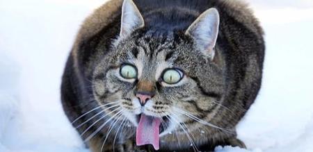 大学生虐猫案
