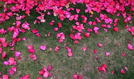 李商隐花下醉表达了什么感情(红烛引用李商隐的诗句)