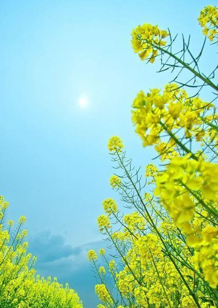 油菜抽薹期