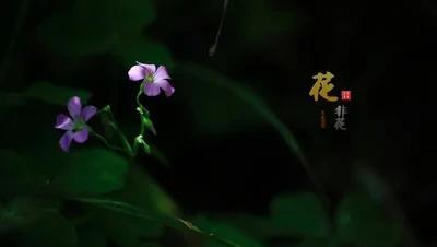花非花雾非雾出自哪首古诗(花非花雾非雾白居易古诗)