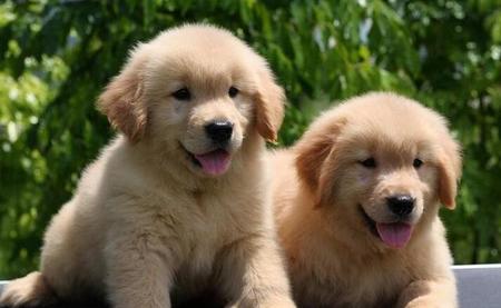金毛犬的缺点
