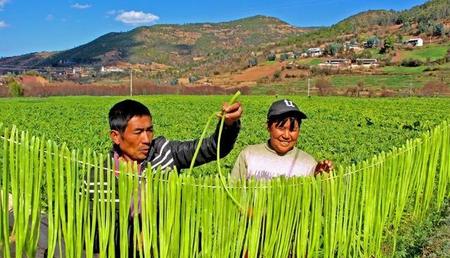 贡菜如何种植