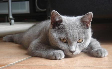 猫懂得报恩吗(猫咪会感恩吗)
