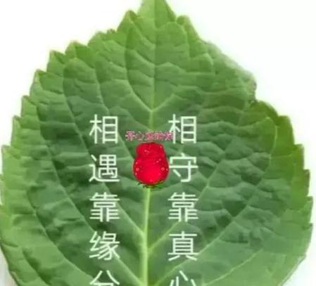 缘天定 份人为什么意思