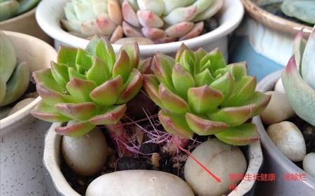 蒂亚长气根怎么回事(奥利维亚多肉好养吗)