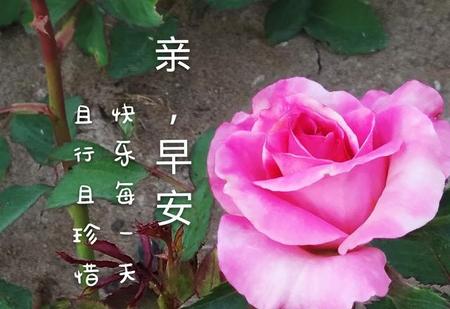 适合给朋友发的早安语(阳光明媚的早安心语)