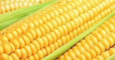 水果玉米是蔬菜还是水果(玉米是水果还是蔬菜)