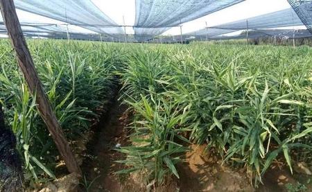 大姜什么品种最好(徐坤山东农业大学)