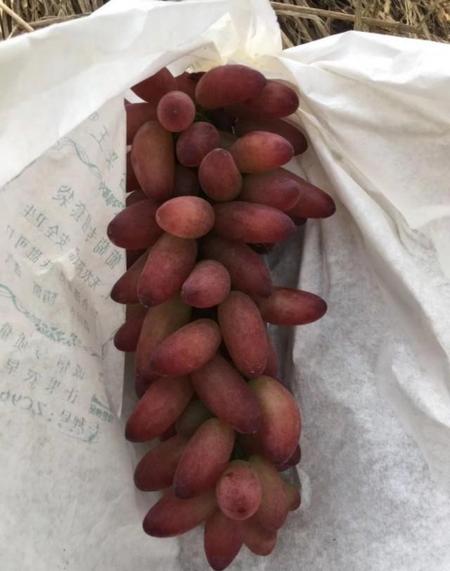 种植葡萄苗