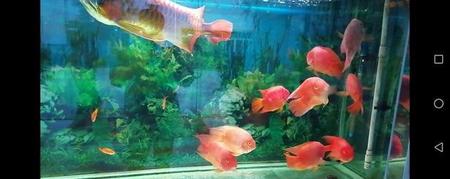 鱼缸里的水总是浑浊怎么办(鱼缸过滤器 潜水泵)